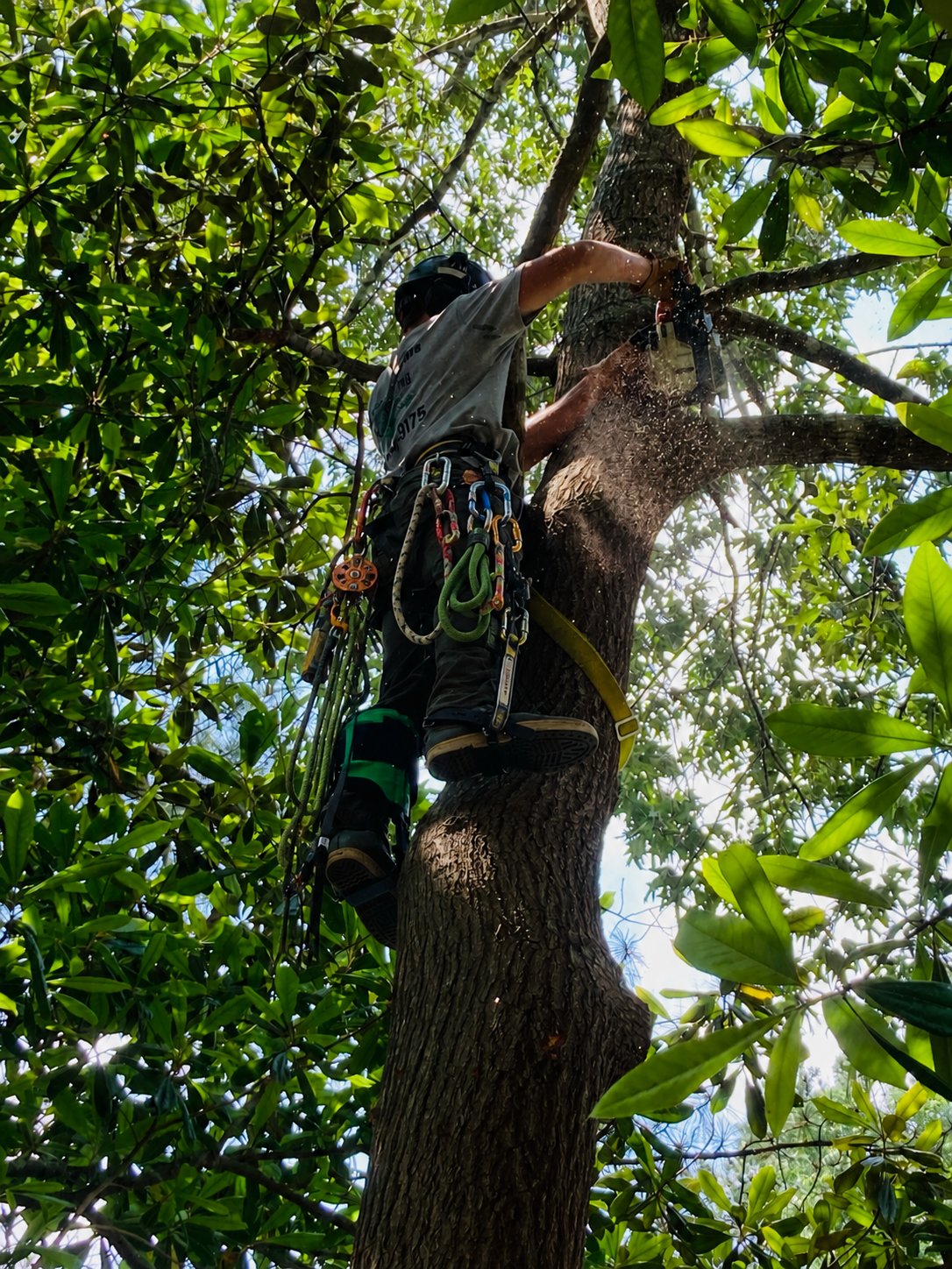Climber roped in and trimming high in a hardwood canopy